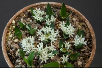 Polyxena ensifolia var ensifolia